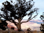  Beleaguered tree holds the edge at dawn, Grand Canyon