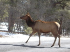  Susan thinks that viewing this Grand Canyon elk will improve your life