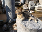  Dignified cat graces the outhouse, Ephesus