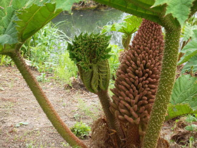  New fern bursting forth in the botanical garden, Geneva