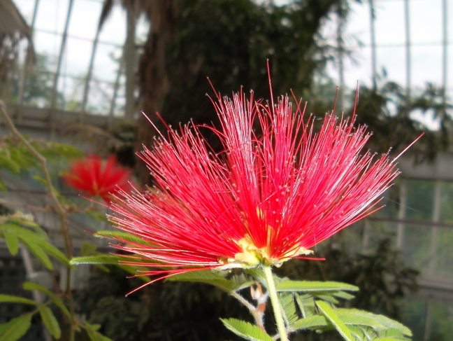  Spiky red plant high in the tropical conservatory of Geneva's botanical garden