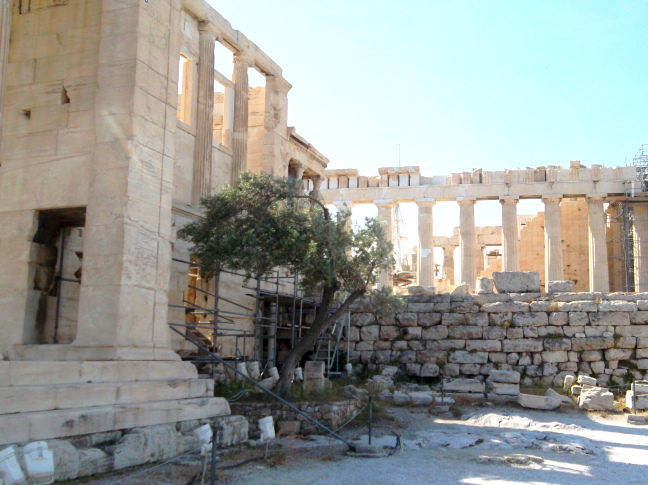  Olive tree marking the founding of Athens