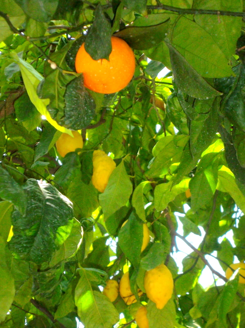  Lemon tree rootstock is hardier than orange, so orange limbs are grafted to lemon tree in farm above Sorrento