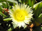  Flower in Mykonos
