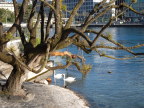  Swans in Geneva near the Rousseau memorial at the middle of a bridge