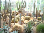  Cacti in the well-heated botanical garden, Geneva Cacti in the well-heated botanical garden, Geneva