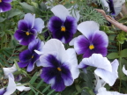  Blue pansies outside Topkapi Palace, Istanbul