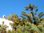  Susan finally learned on Mykonos the name of the ornamental pine at top right: Araucaria araucana (the monkey puzzle tree)