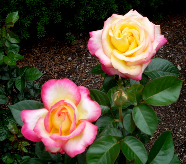  Delicate pink, yellow, and white rose at Millcreek Metropark, Youngstown, Ohio