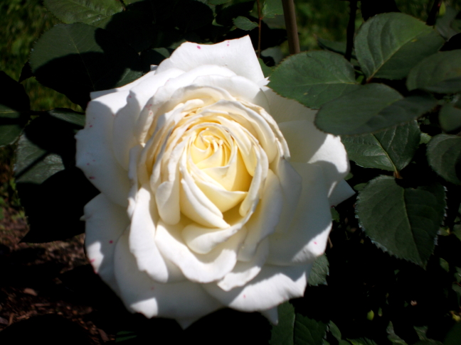  White rose at Millcreek Metropark, Younnstoen, Ohio