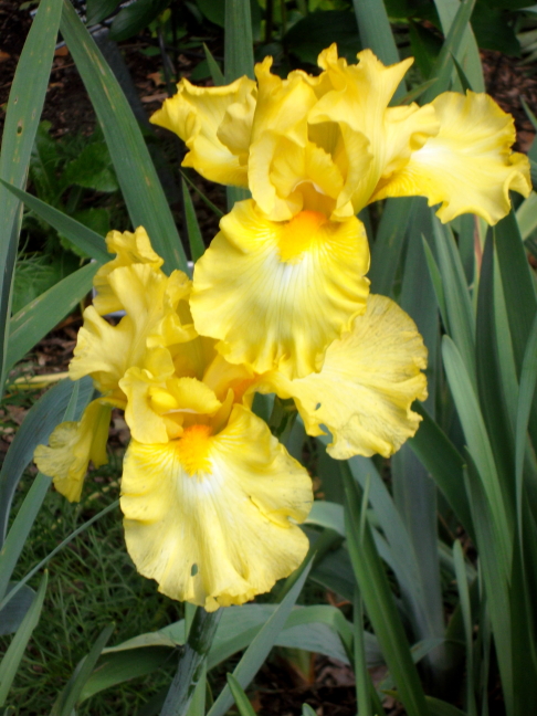  Iris. Millcreek Metropark is where US680 crosses Mahoning Ave., Youngstown, Ohio