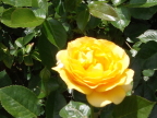 Rose "Julia Child" at Millcreek Metropark, Youngstown, Ohio