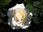  White rose at Millcreek Metropark, Younnstown, Ohio