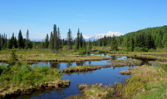  Prime moose habitat along the Susitna River
