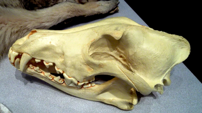  Wolf skull on display at park headquarters, Denali