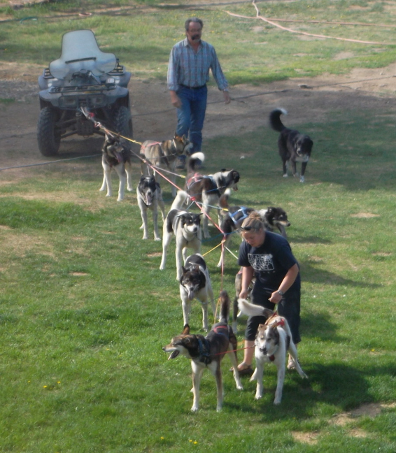  Sled dogs demo at Susan Butcher Kennels