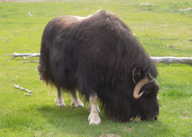 Hand-raised musk ox up close and personal at wildlife park and animal refuge near Whitehorse