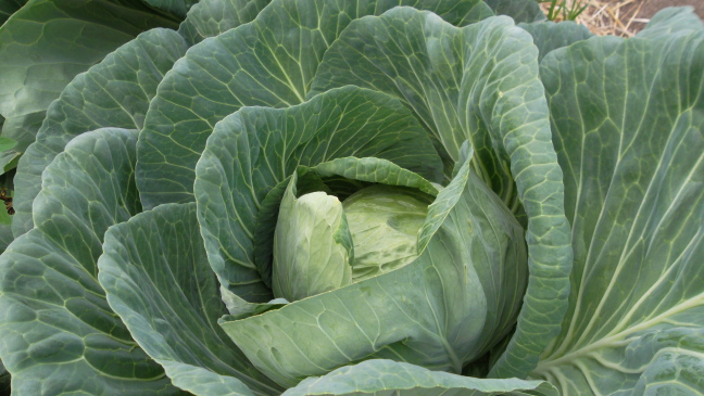  Gigantic cabbages grow in the Alaskan summer sun