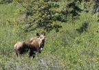  Happy moose munching wildflowers in Denali Park