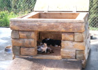  Sled dog pups in Denali Park kennels