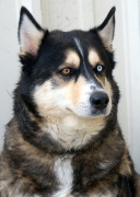  Many sled dogs have different colored eyes