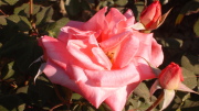  Rose in bloom, Sevilla