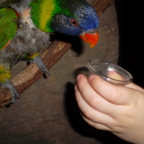  Lindsay's hand feeding a parrots head, Cincinnati Aquarium