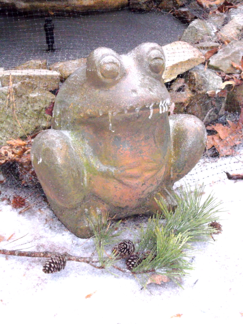  Jack's guard frog in Chapel Hill, February