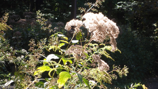  The sun lights a flower at Morton Arboretum, Lisle. IL