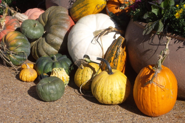  And pumpkins, including a shy, pink one