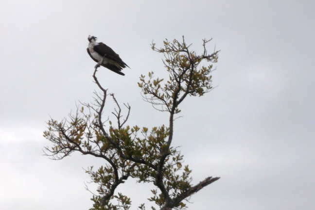  The local Osprey surveys the field at Lighthouse Point, Sanibel FL