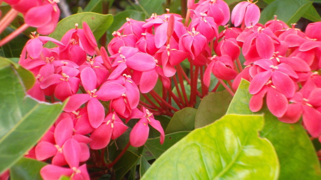  Flowers in November along Sandcastle Road, Sanibel FL