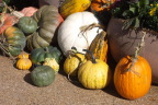  And pumpkins, including a shy, pink one 