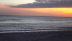  Sandpipers at sunset, looking across the Gulf of Mexico from Sanibel Island FL