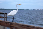  An egret looks to Fort Myers from Sanibel FL