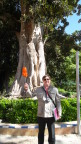  Our fearless guide Juanjo and ficus tree, Sevilla