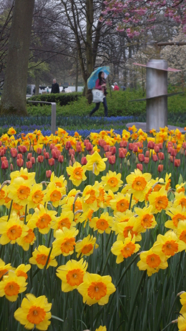 Daffodils at Keukenhof Gardens