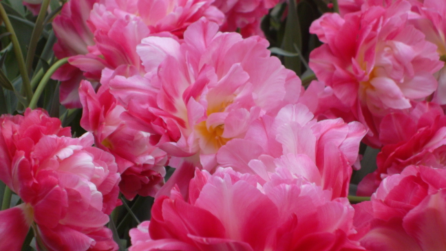 Double or triple tulips, pavilion at Keukenhof Gardens