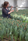  Our tour guide in computer-controlled greenhouse at tulip farm.  They market bulbs, not flowers