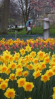  Daffodils at Keukenhof Gardens
