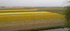  View of flower fields from windmill at Keukenhof Gardens