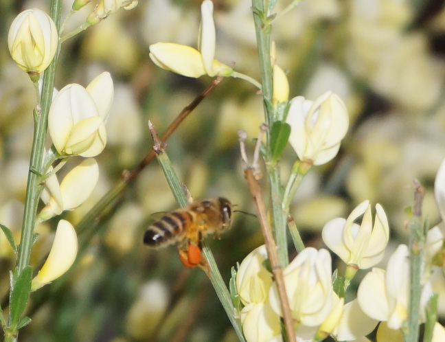 This guy was cruising all over the scotch broom