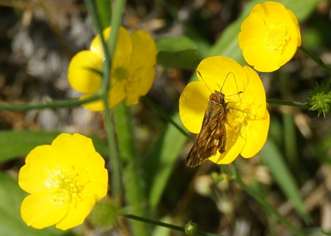 Cricket sunning himself on a buttercup