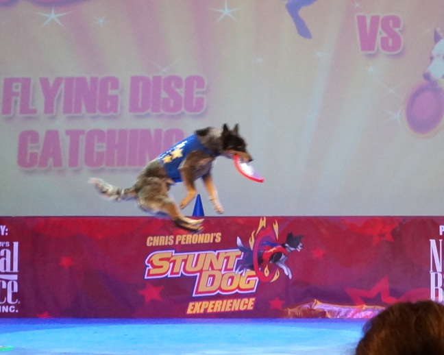 Chris Perondi's Stunt Dog Experience, Branson MO