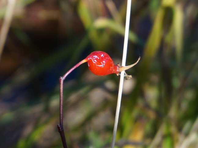 Red berry by Donner Creek
