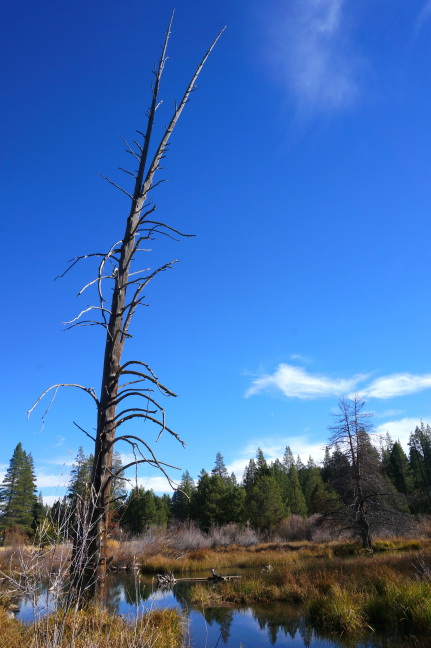 Dead tree by Donner Creek