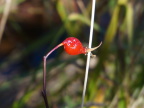  Red berry by Donner Creek