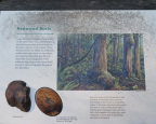  Redwood burls are buds. Who knew!?