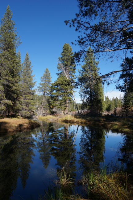 On the nature trail at Donner Memorial State Park