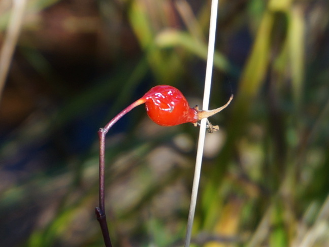 Red berry in Donner Park